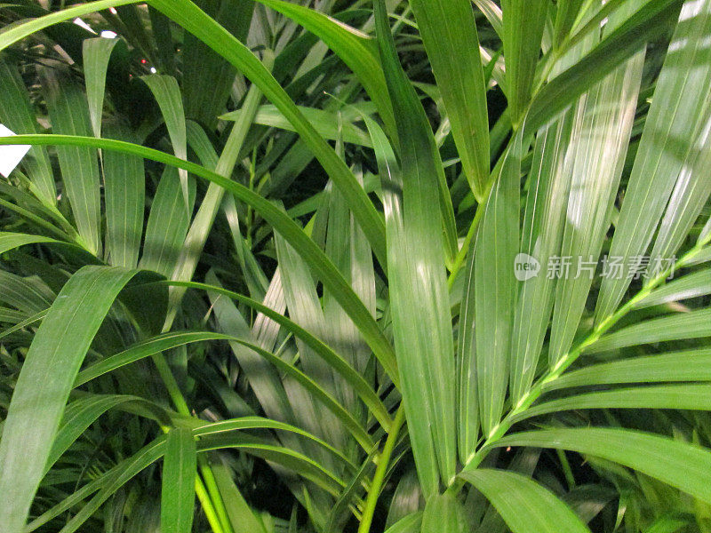盆景绿色槟榔棕榈叶/叶/黄金菊室内植物形象